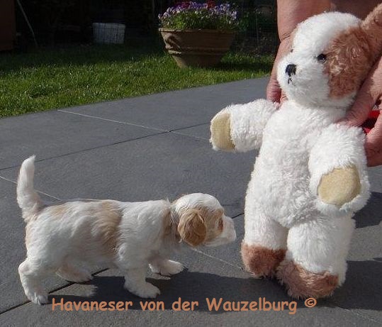 Havaneser Hamburg Welpe mit Teddy1