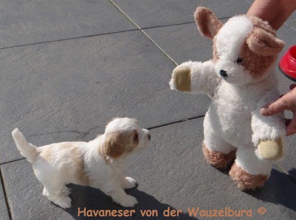 Havaneser Hamburg Welpe mit Teddy3