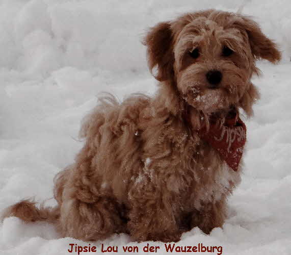 Jipsie Lou von der Wauzelburg