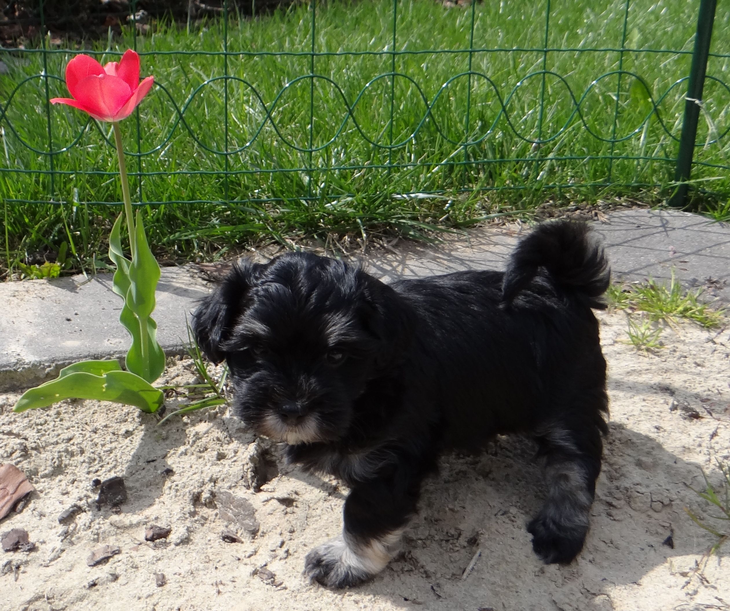 9 Knoppers von der Wauzelburg Havaneser Hamburg