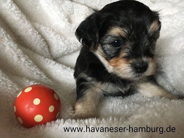 Bolle Havaneser Hamburg