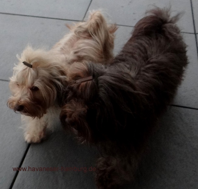 Candis und Snickers verliebt