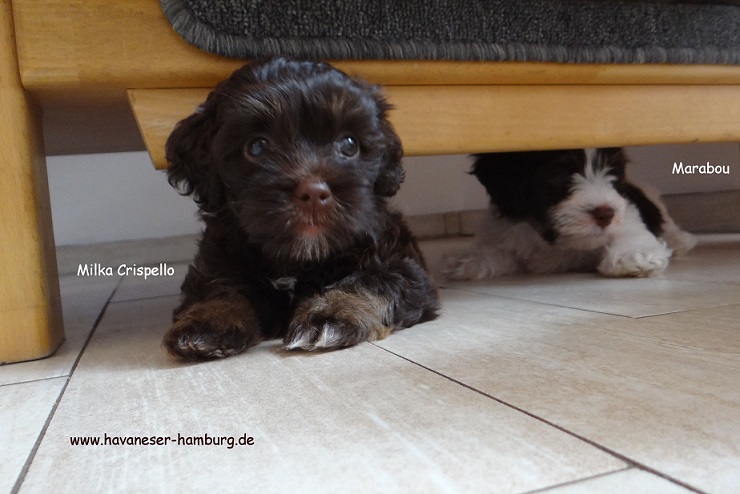 Crispi und Marabou Havaneser Hamburg