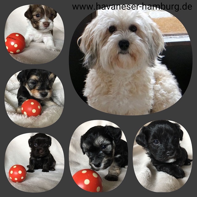 Emmi Snickers Welpen