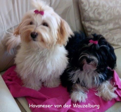 Finja und Florence Havaneser Hamburg