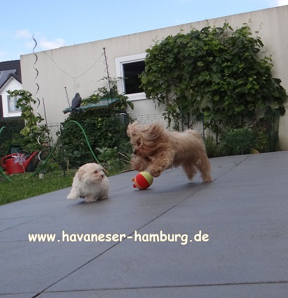 Havaeser Hamburg Manuka 8W