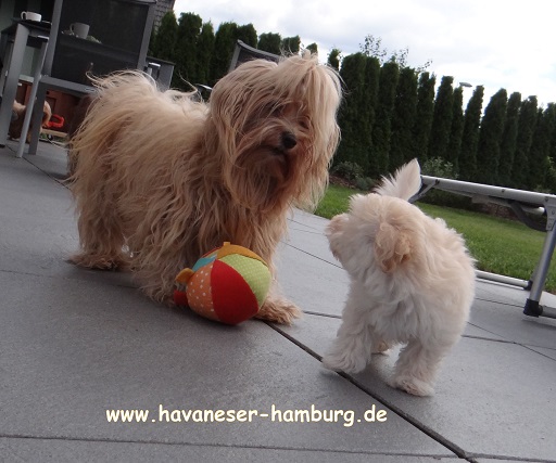 Havaeser Hamburg Manuka 8W2