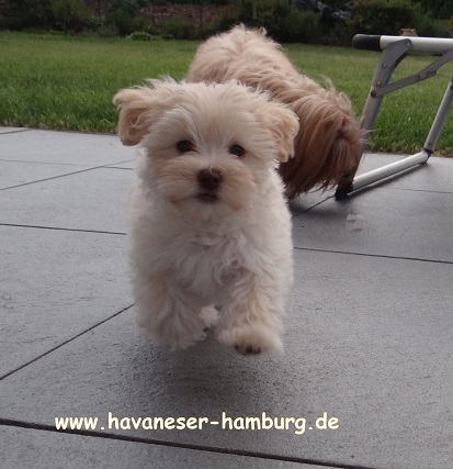 Havaeser Hamburg Manuka 8W3