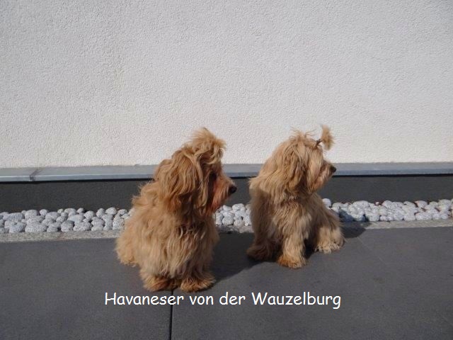 Havaneser-Hamburg Wauzelburg02913.jpg