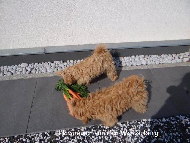 Havaneser-Hamburg Wauzelburg02923.jpg