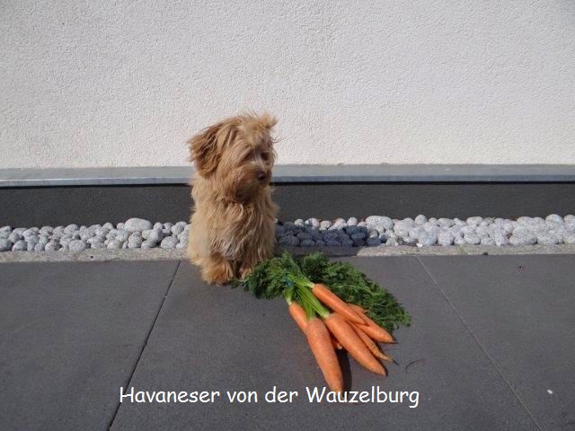 Havaneser-Hamburg Wauzelburg02926.jpg