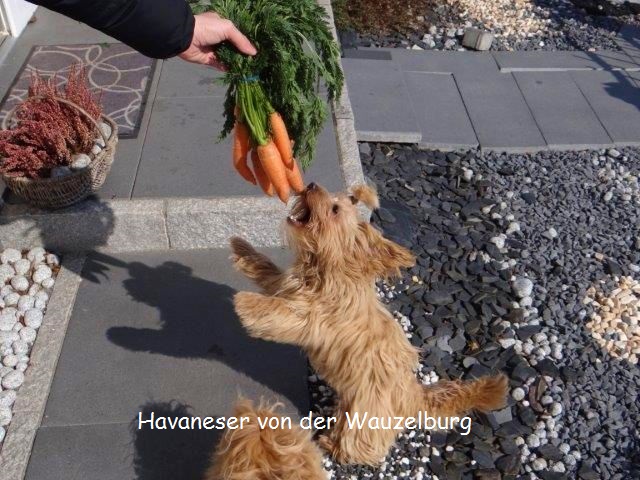 Havaneser-Hamburg Wauzelburg02945
