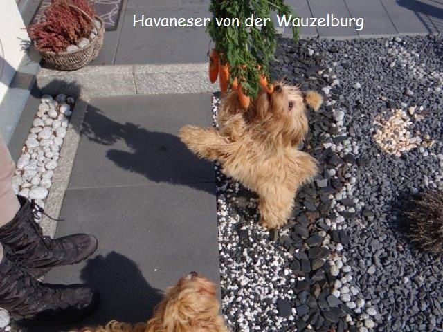 Havaneser-Hamburg Wauzelburg02949.jpg