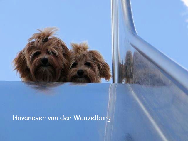 Havaneser-Hamburg Wauzelburg03008.jpg