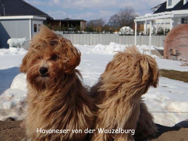 Havaneser-Hamburg Wauzelburg 02963.jpg