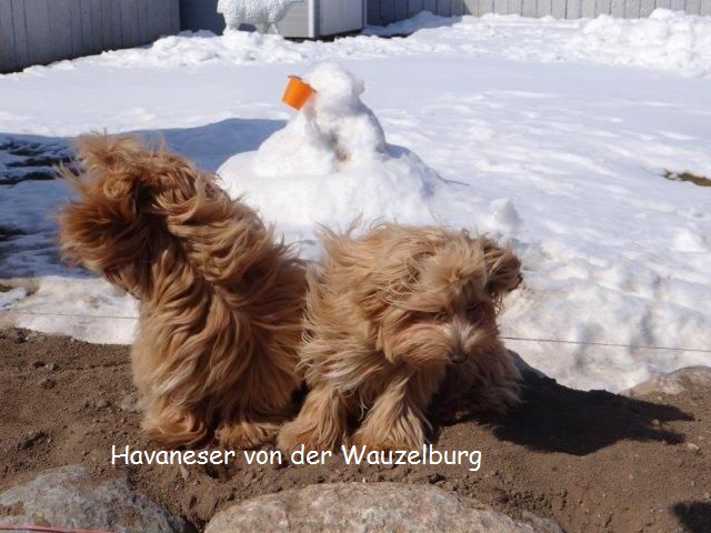 Havaneser-Hamburg Wauzelburg 02968.jpg