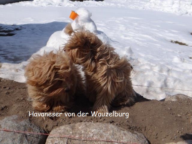 Havaneser-Hamburg Wauzelburg 02969.jpg