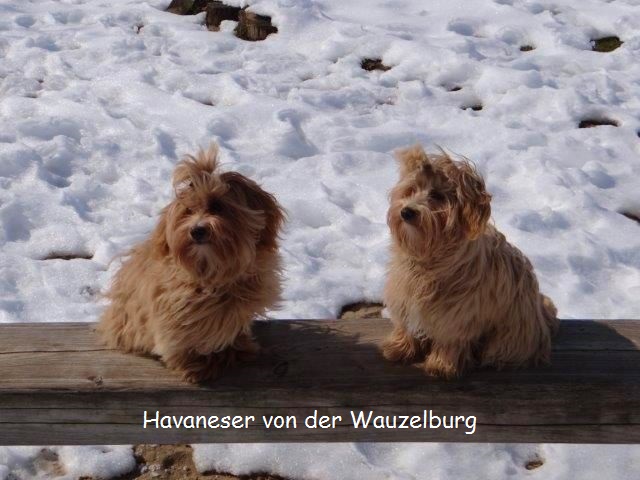 Havaneser-Hamburg Wauzelburg 02987.jpg