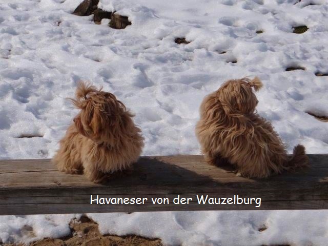 Havaneser-Hamburg Wauzelburg 02992.jpg