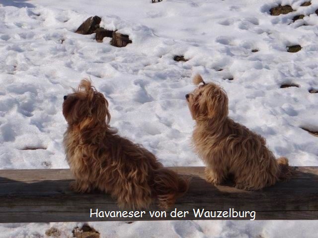 Havaneser-Hamburg Wauzelburg 02995.jpg