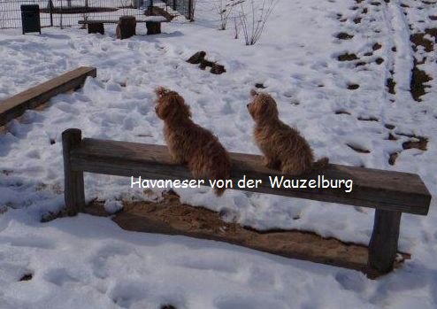 Havaneser-Hamburg Wauzelburg 03001.jpg