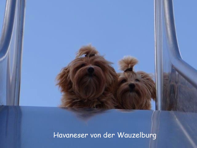 Havaneser-Hamburg Wauzelburg 03009.jpg