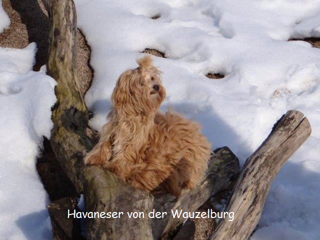 Havaneser-Hamburg Wauzelburg 03014.jpg