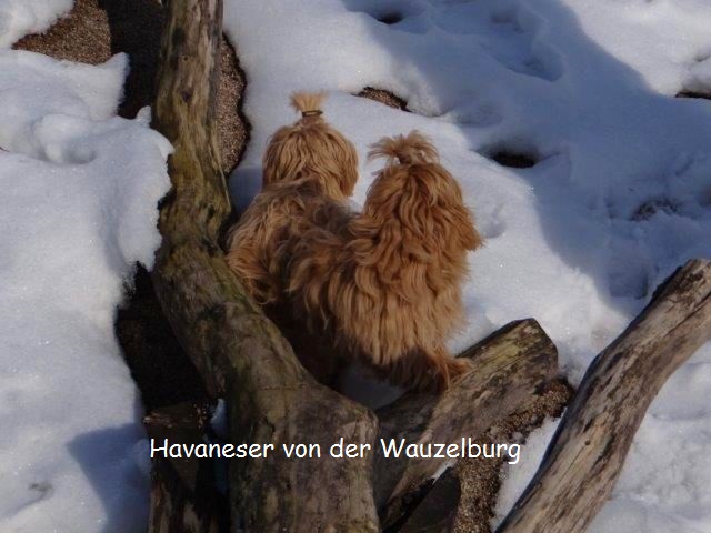 Havaneser-Hamburg Wauzelburg 03019.jpg