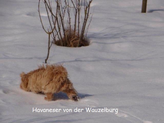 Havaneser-Hamburg Wauzelburg 03027.jpg