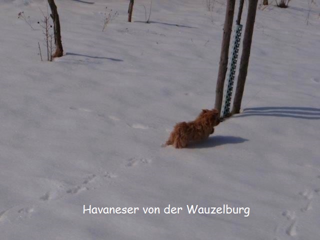 Havaneser-Hamburg Wauzelburg 03029.jpg