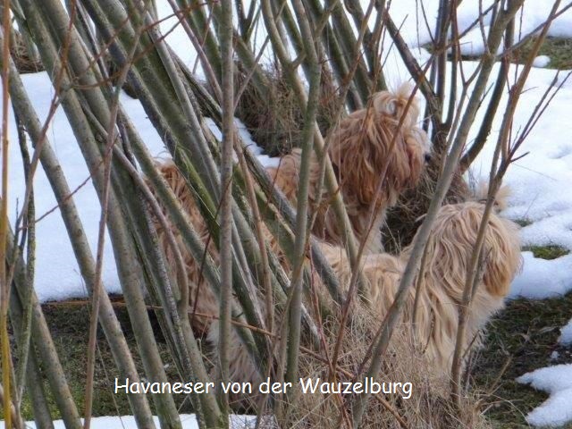 Havaneser-Hamburg Wauzelburg 03040.jpg