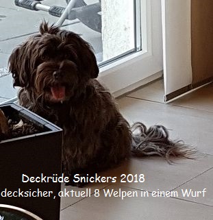 Havaneser Deckrde Chocolate Snickers Jan2018