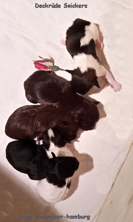 Havaneser Deckrde Snickers Havaneser Hamburg chocolate 5 Norden