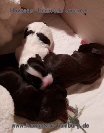 Havaneser Deckrde chocolate Havaneser Hamburg Snickers Welpen 3 Norden