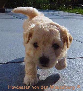 Havaneser Hamburg`s amazing Ferrari