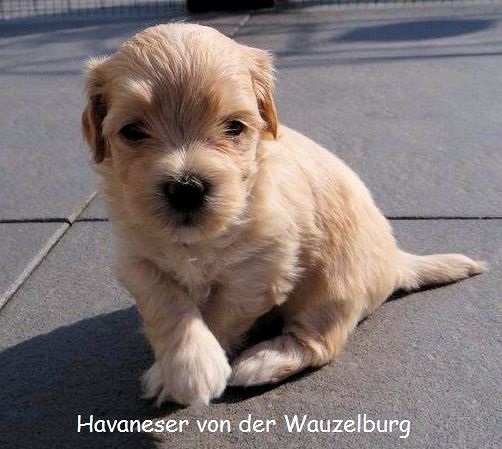 Havaneser Hamburgs red Chili