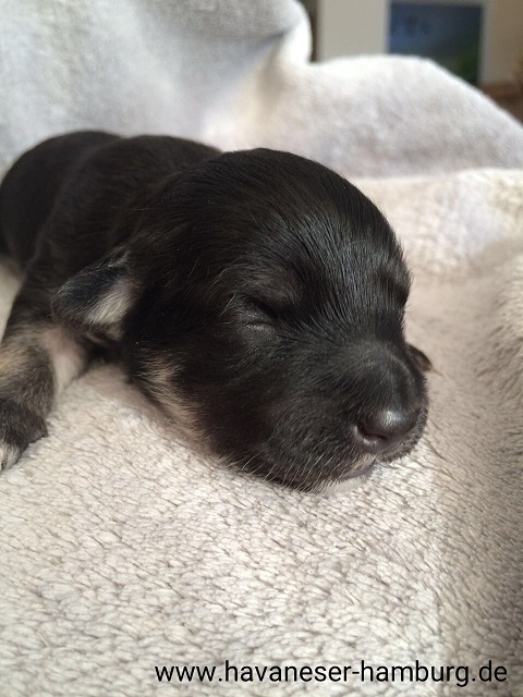 Havaneser Hamburg4