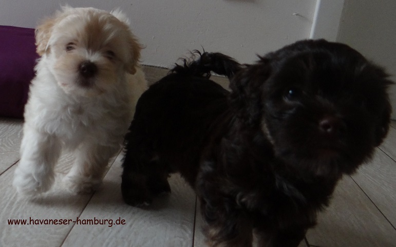 Havaneser Hamburg 31.07.2016 Manuka und Milka Crispello