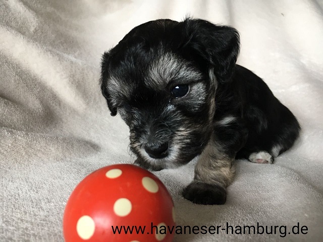 Havaneser Hamburg Ball