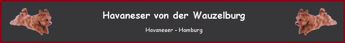 Havaneser Hamburg Banner Havaneser Hamburg Banner