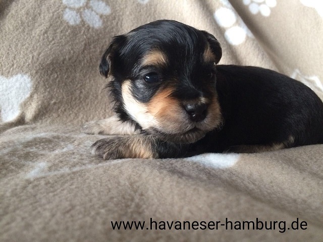 Havaneser Hamburg Black and tan Rde