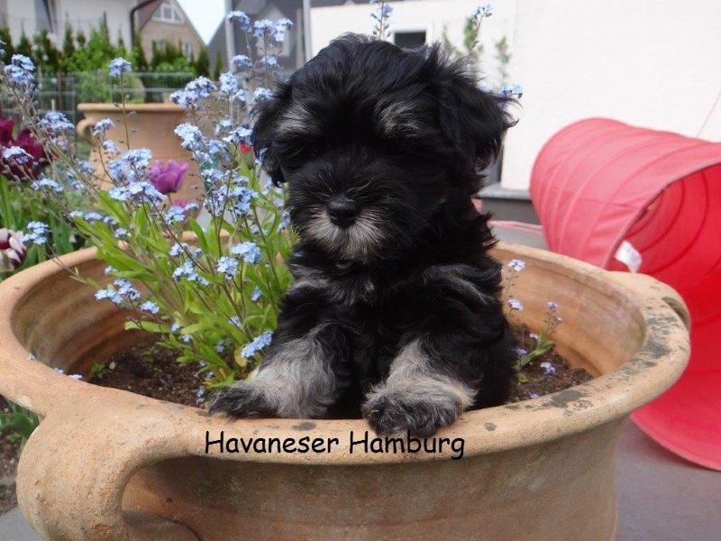 Havaneser Hamburg Blumentopf