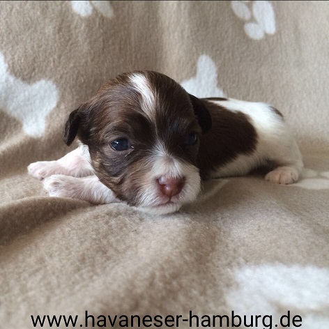 Havaneser Hamburg Brandy