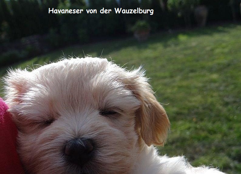 Havaneser Hamburg Chili