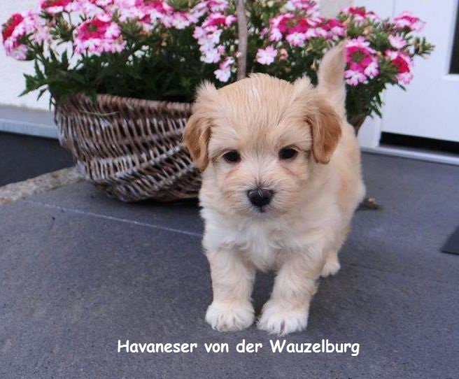 Havaneser_Hamburg_Chili2