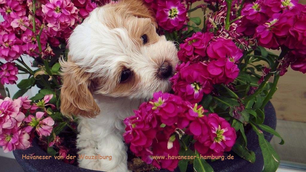 Havaneser Hamburg Chili4