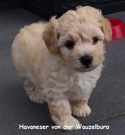 Havaneser Hamburg Ferrari