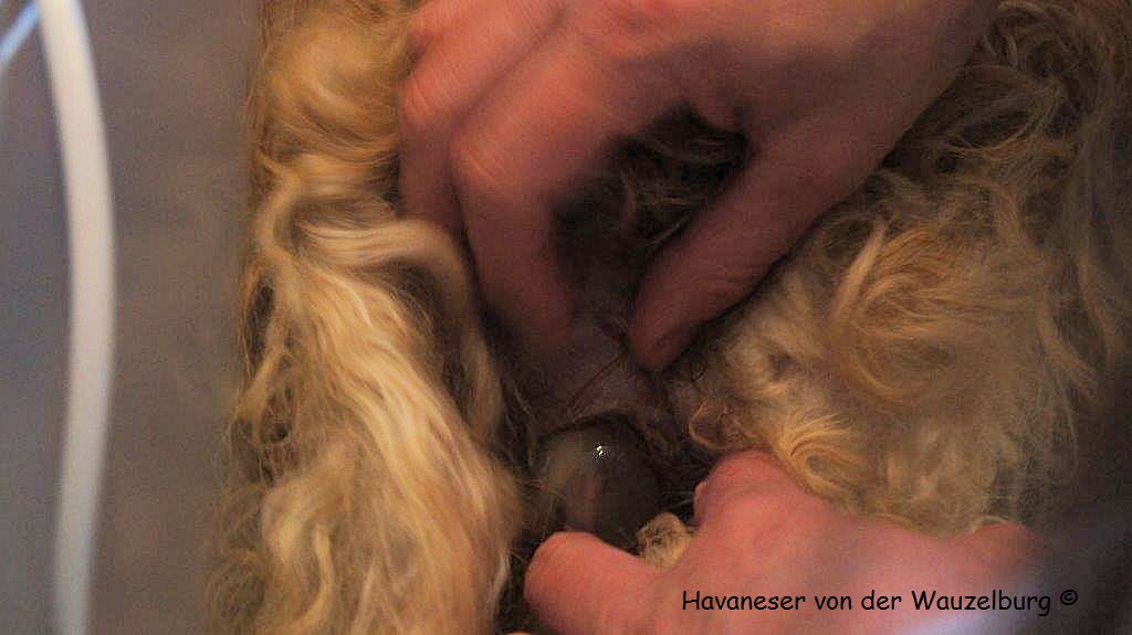 Havaneser Hamburg Geburt 1