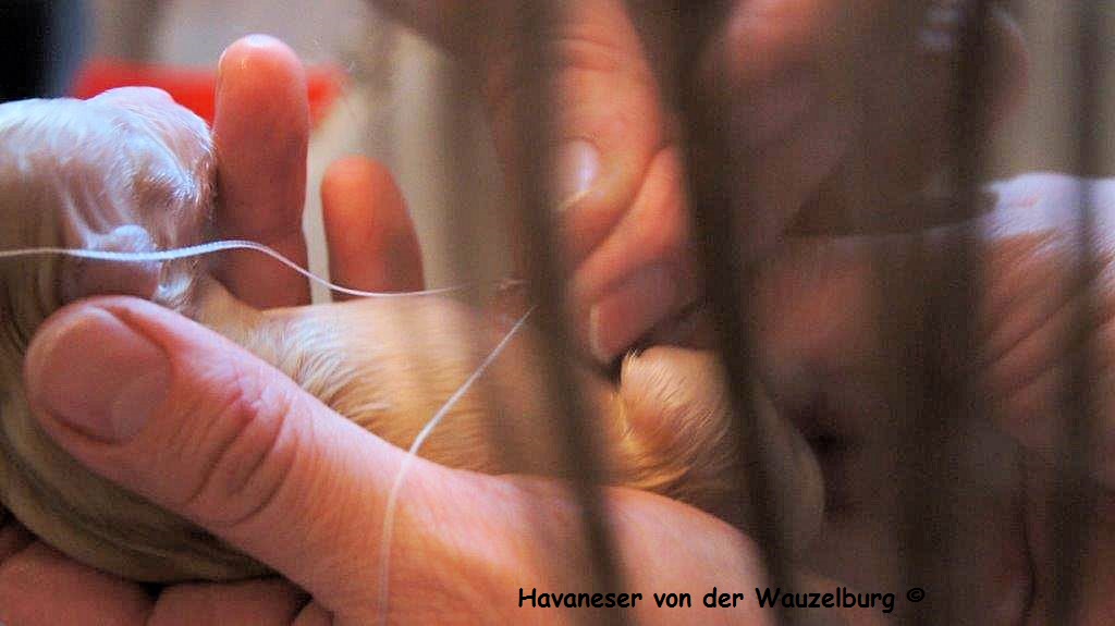 Havaneser Hamburg Geburt 10