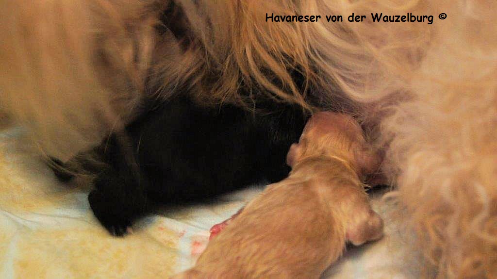 Havaneser Hamburg Geburt 11